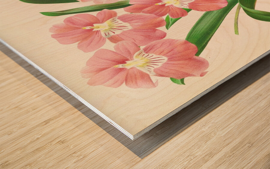 Odontoglossum Vexillarium Impression sur bois