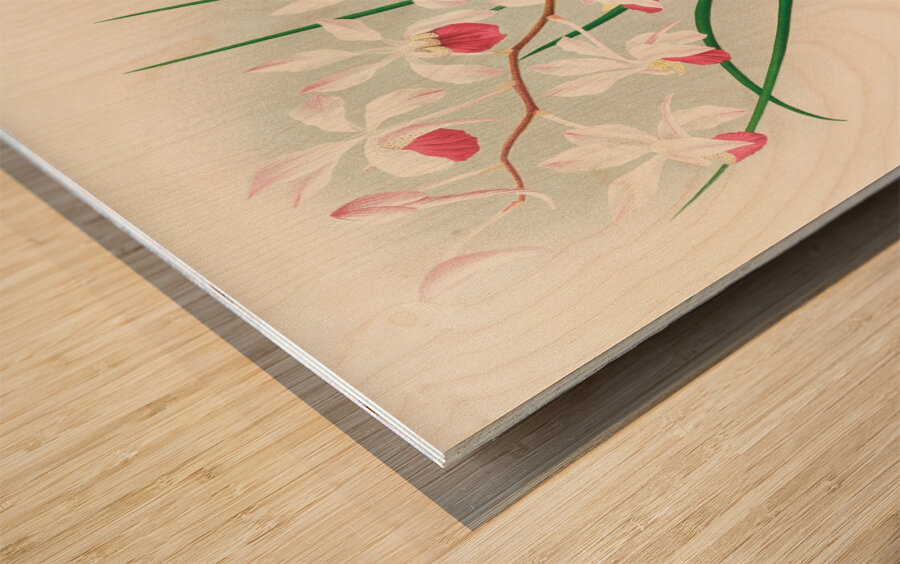 Vanda kimballiana Wood print