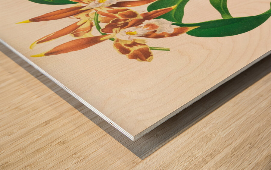 Odontoglossum luteo-purpureum Wood print