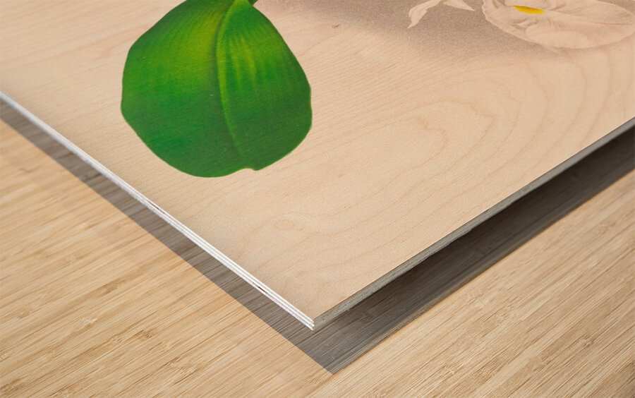 Pilumna nobilis Wood print