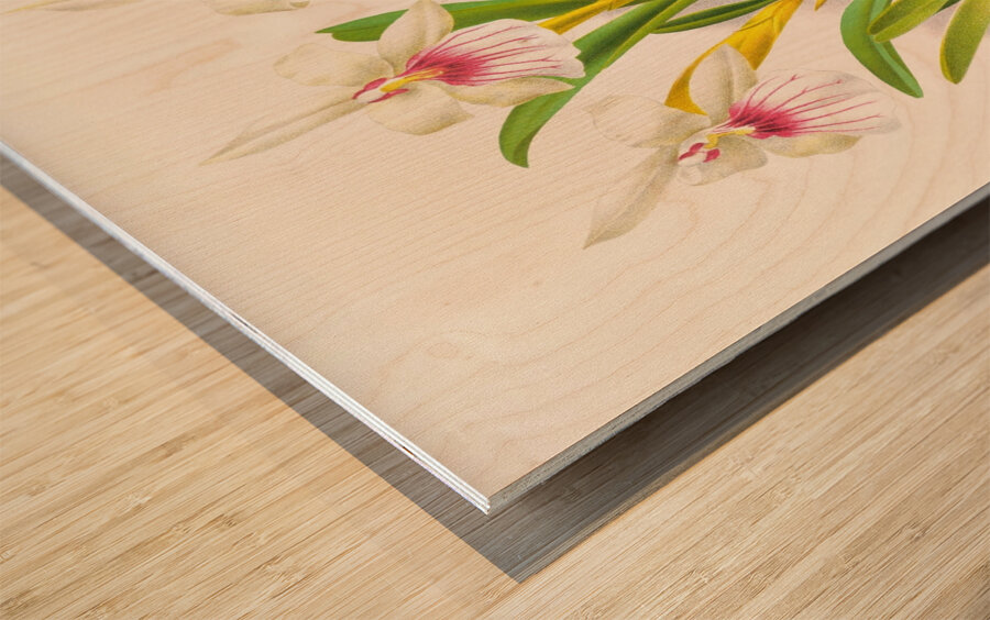 Miltonia spectabilis Wood print