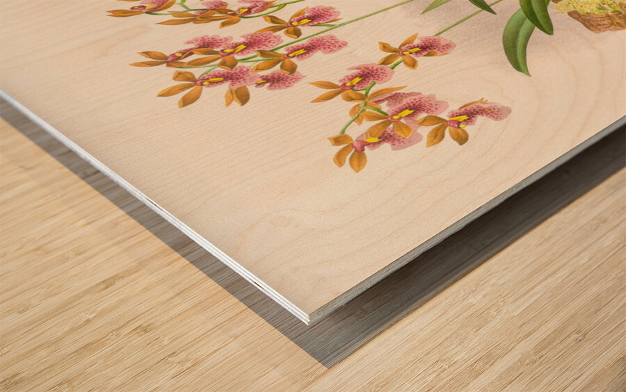 Oncidium cucullatum Wood print