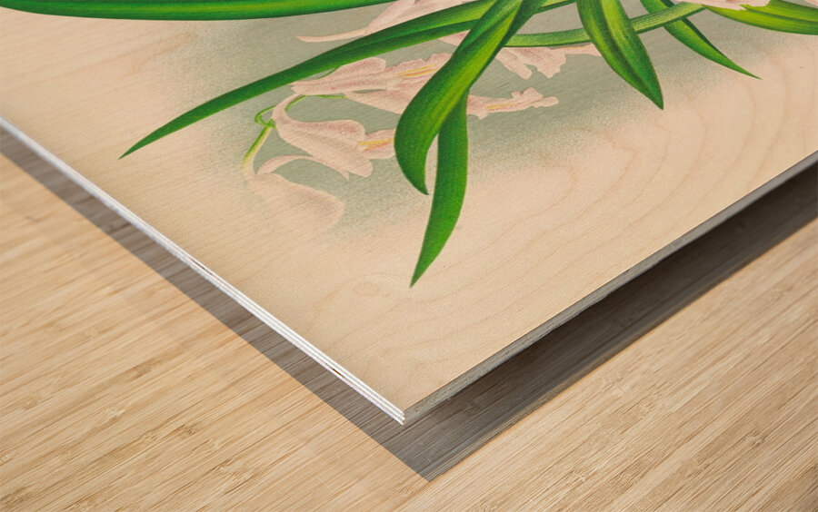 Rodriguezia refracta Wood print