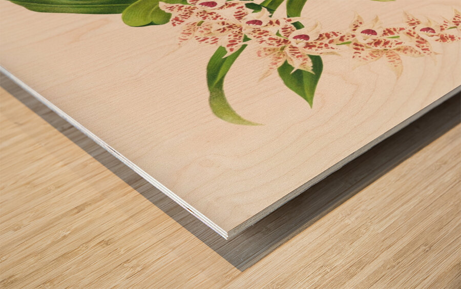 Odontoglossum lucianianum Wood print