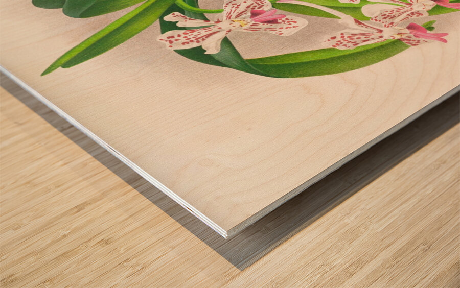 Vanda suavis Wood print