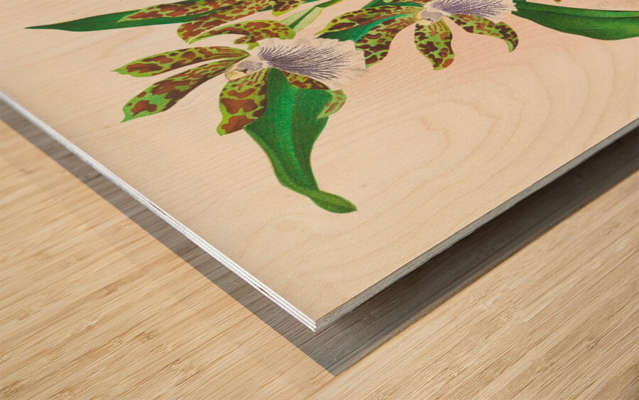 Zygopetalum intermedium Wood print