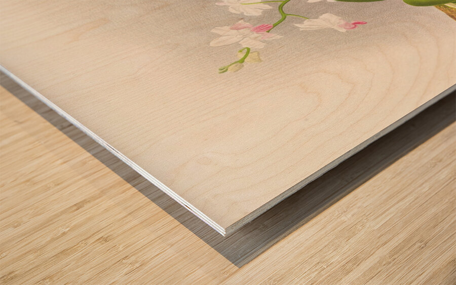 Phalaenopsis esmeralda var candidula Wood print