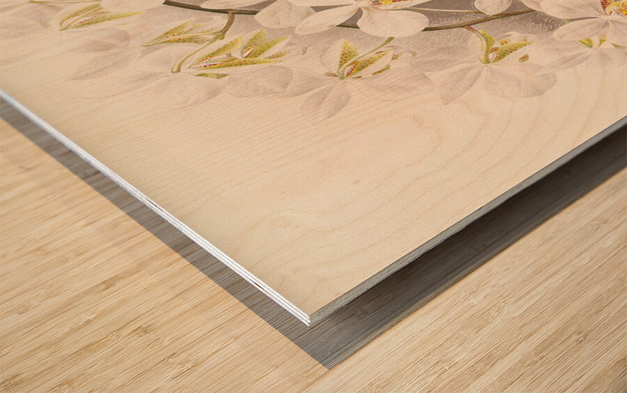 Phalaenopsis Stuartiana Wood print