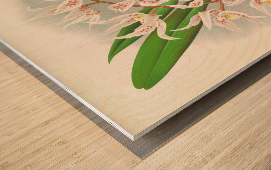 Odontoglossum Ruckerianum Wood print