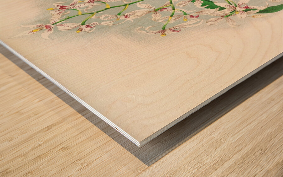 Odontoglossum ramosissimum Wood print