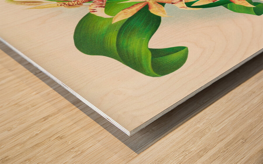 Odontoglossum Hastilabium Wood print