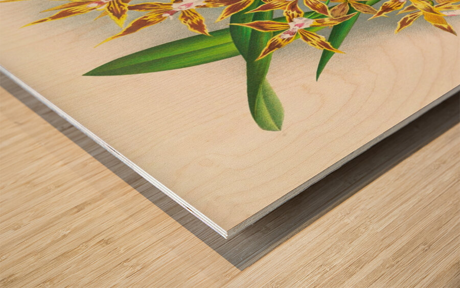 Odontoglossum boddaertianum Wood print