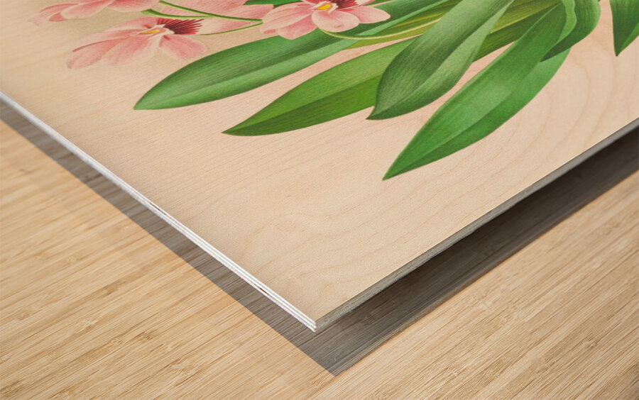 Miltonia vexillaria Wood print