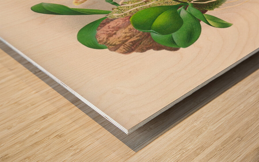 Phalaenopsis sumatrana Wood print