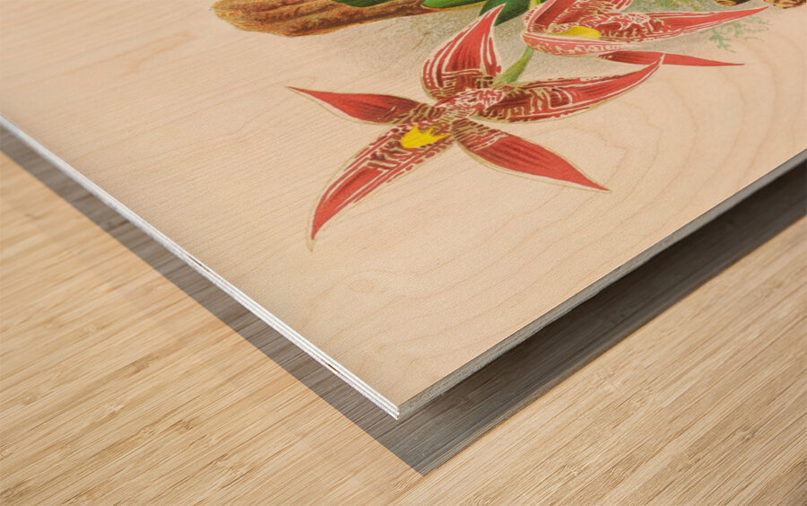 Paphinia Randi Paphinia Cristata Wood print