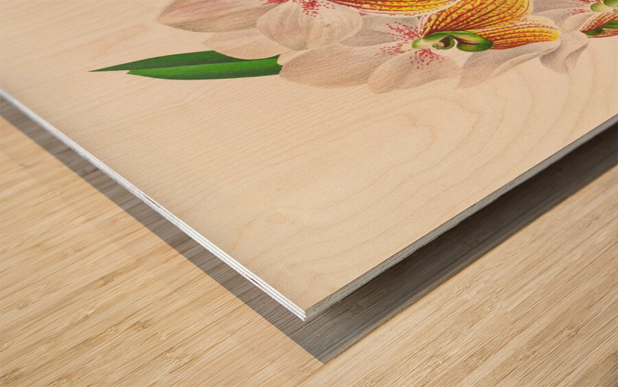 Vanda Sanderiana var Labello Viridi Wood print