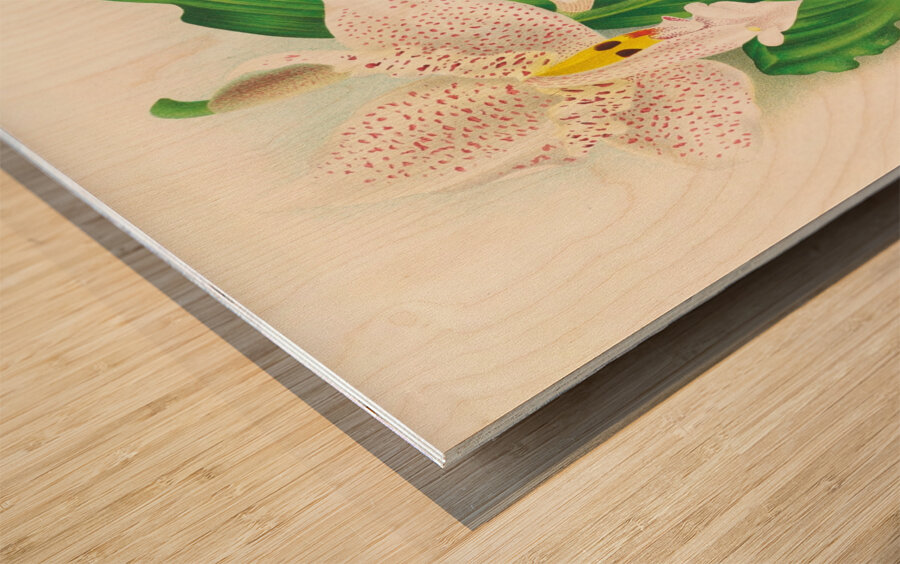 Stanhopea oculata Wood print