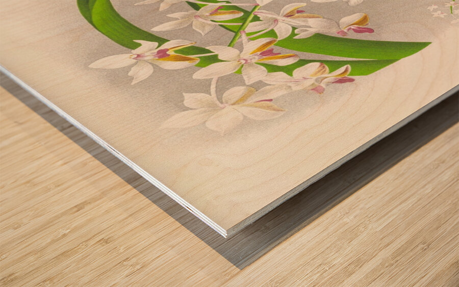 Vanda Boxalli Wood print