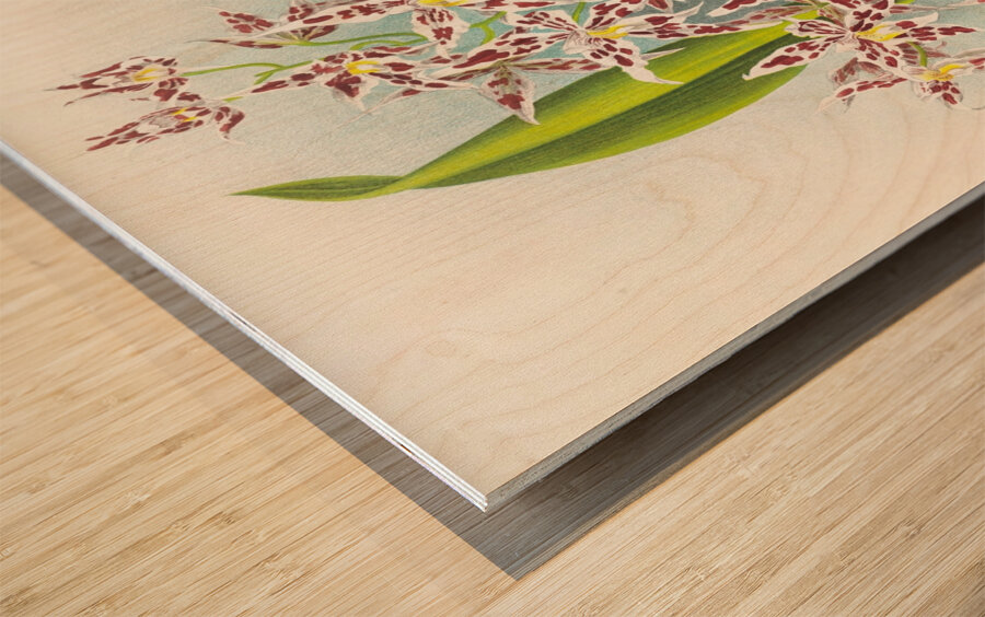 Odontoglossum odoratum var striatum Wood print