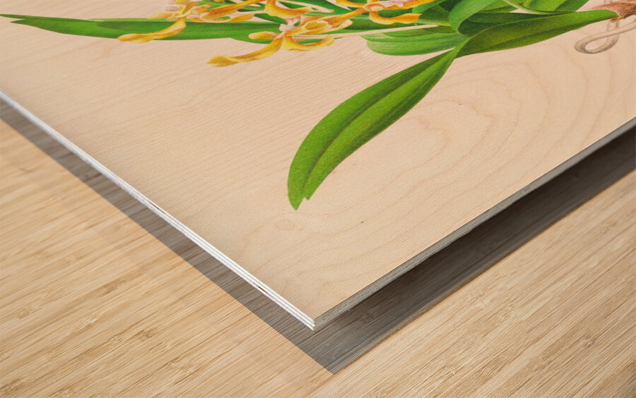 Vanda lindeni Wood print