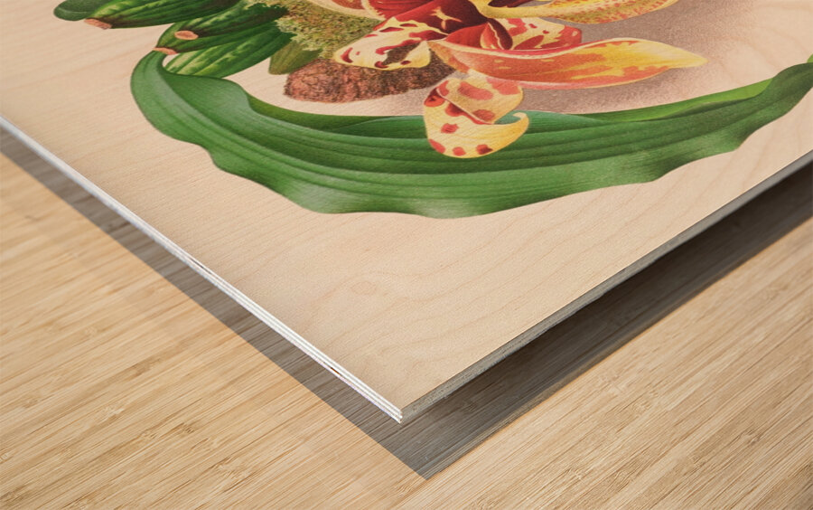 Stanhopea Tigrina Wood print