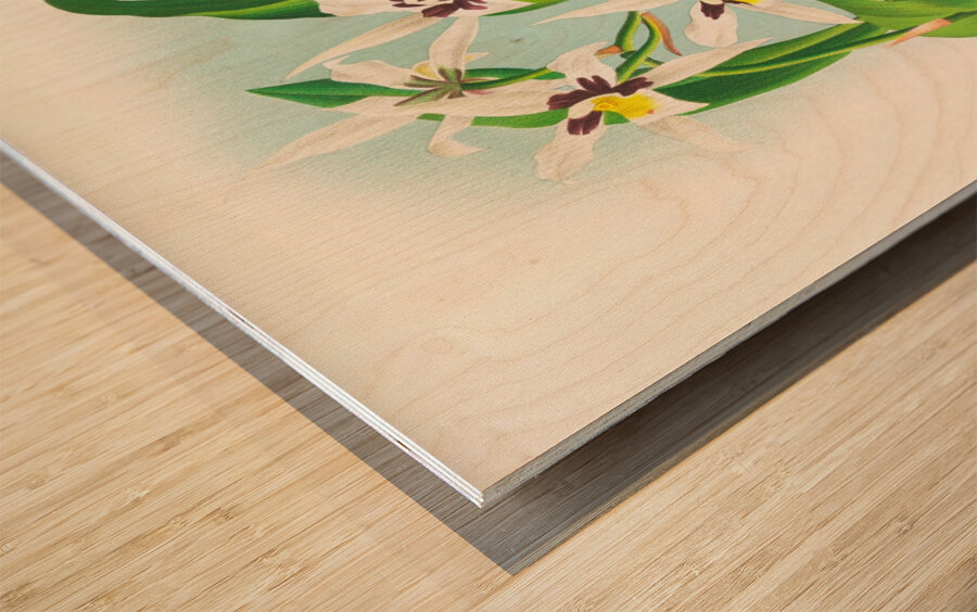 Odontoglossum maxillare Wood print