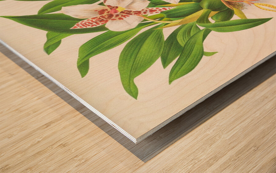 Odontoglossum rubescens Wood print