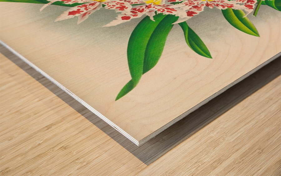 Odontoglossum schlesingerianum Wood print