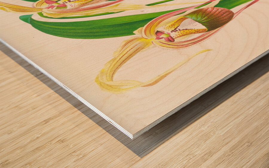 Selenipedium caudatum Wood print