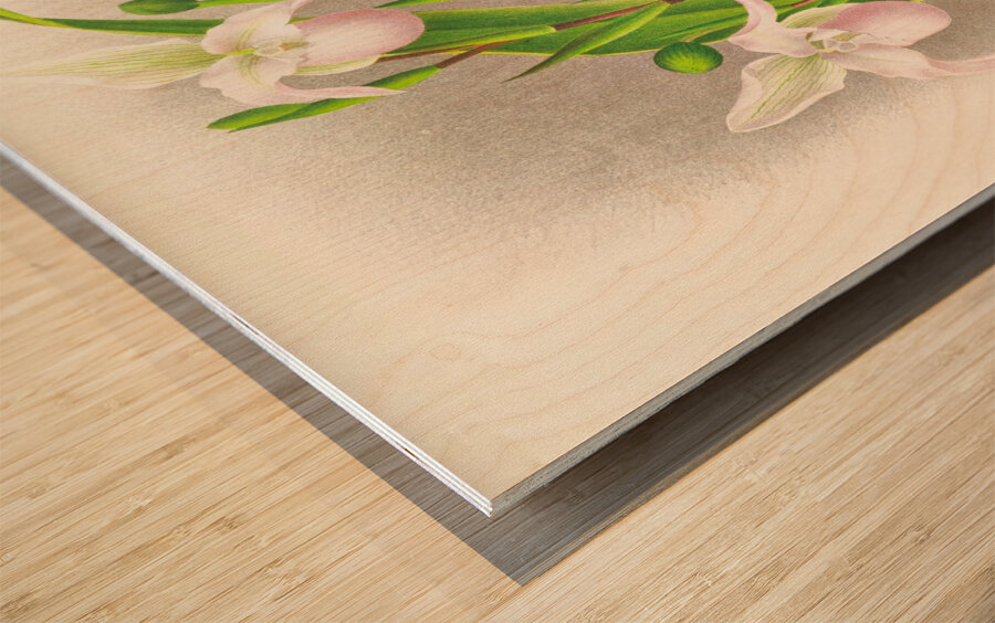 Selenipedium sedeni candidulum Wood print