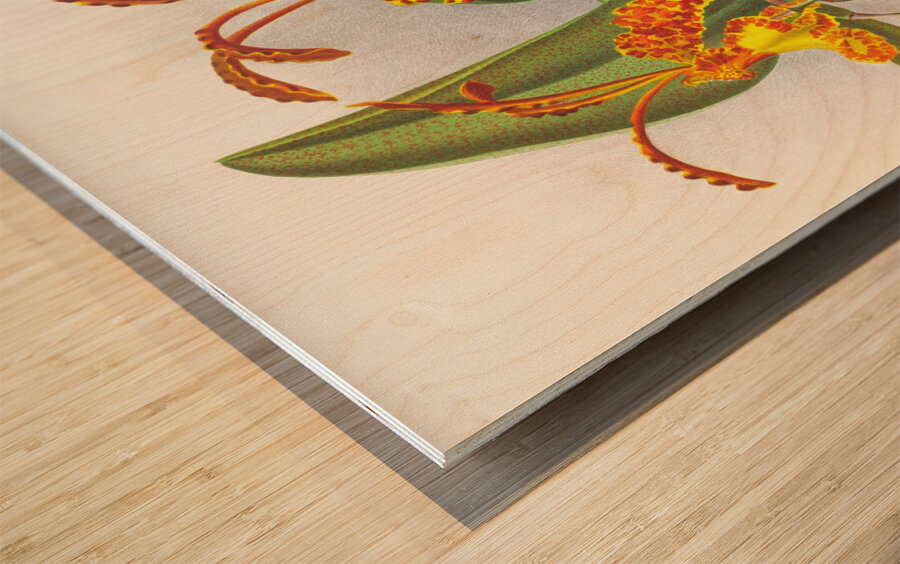 Oncidium kramerianum Impression sur bois