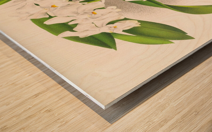 Vanda denisoniana Wood print