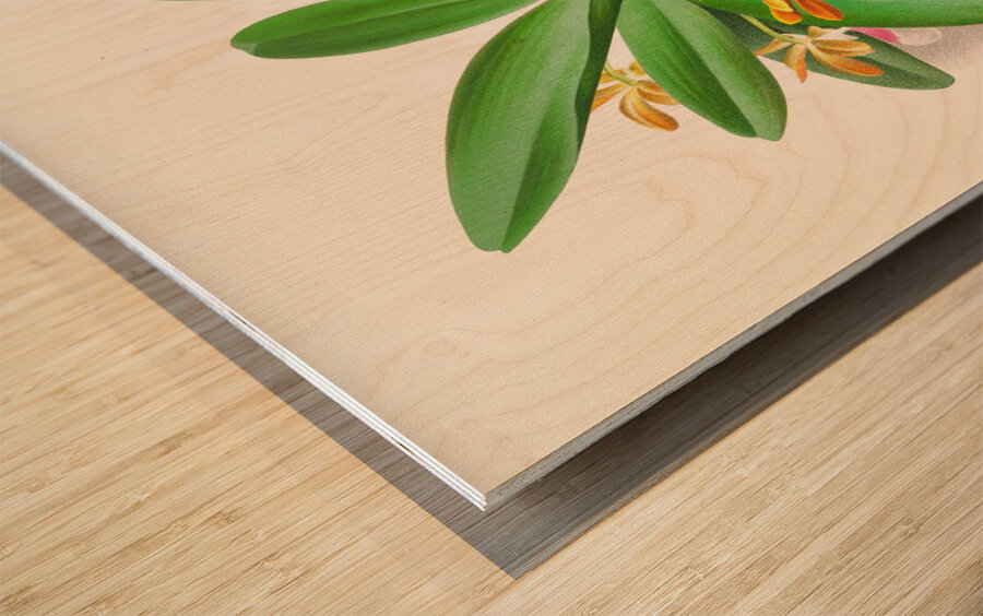 Trichocentrum albo purpureum Wood print