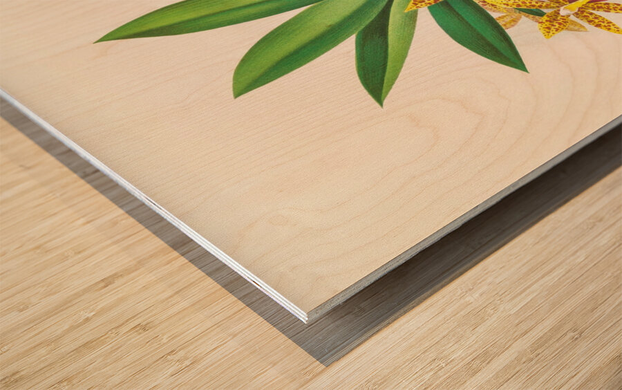 Trichocentrum Tigrinum Wood print