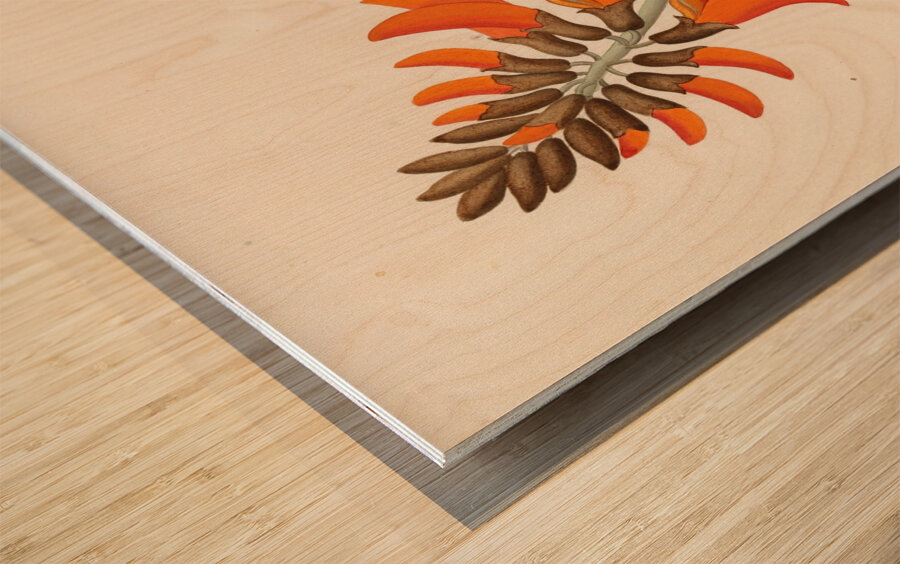 Erythrina Caffras 1817 Wood print