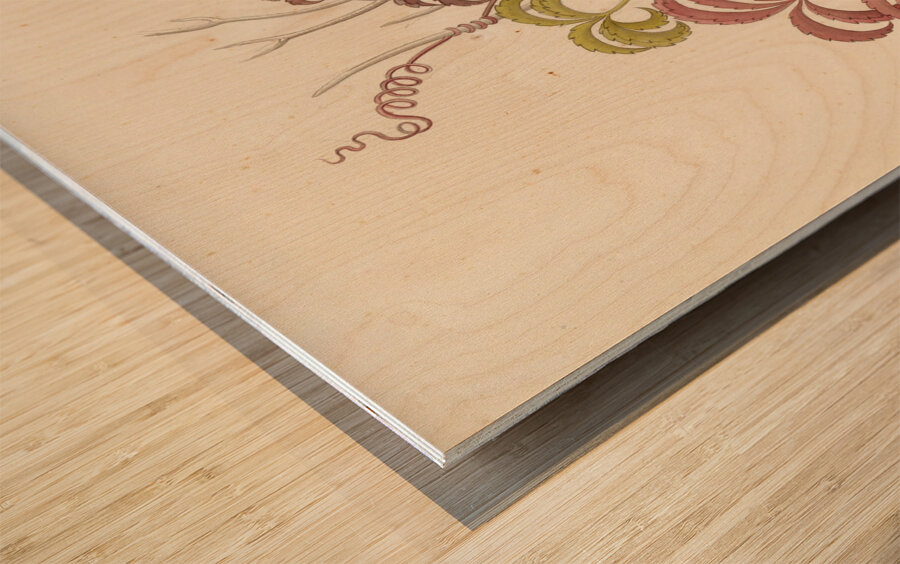 Cisfus Nov. Sp. [Cyphostemma quinatum] 1817 Wood print