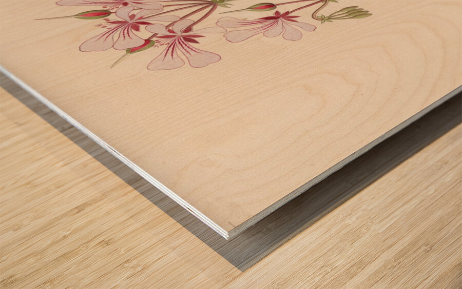 Pelargonium peltatum 1817 Wood print