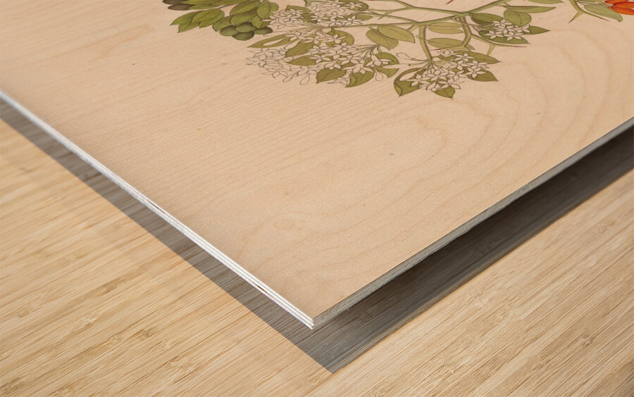 2 species of Carisfa arduina [Carissa haematocarpa] 1817 Wood print