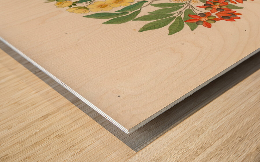 Icosandria monog. [Ochna arborea] 1817 Impression sur bois