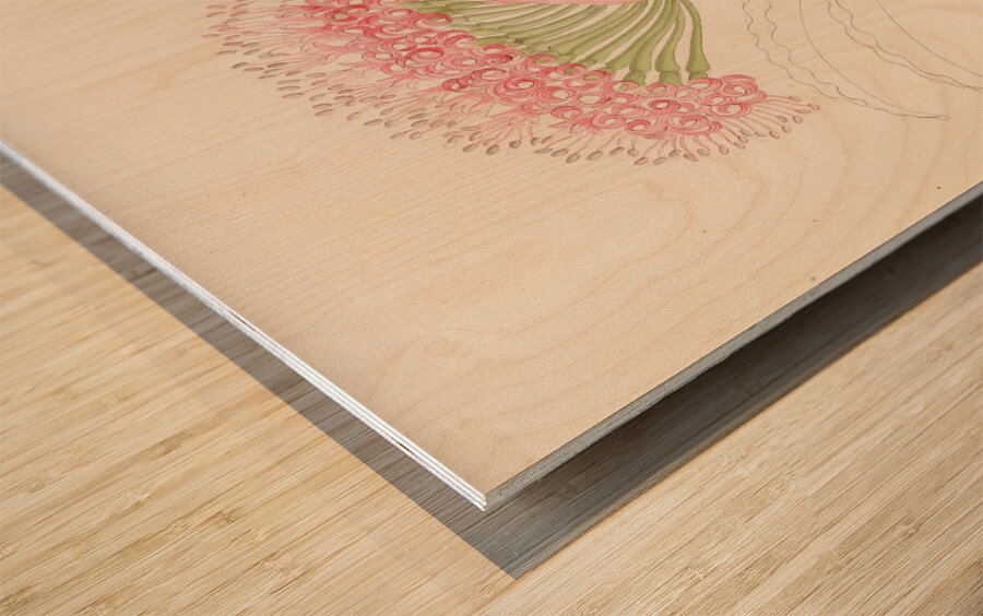 Brunswigia [Brunsvigia grandiflora] 1817 Wood print