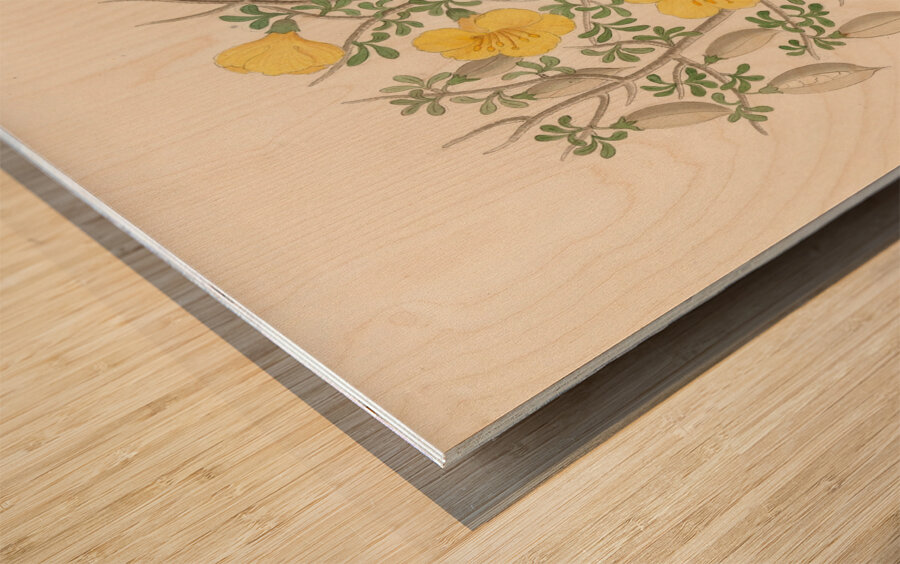 Bignoniae Nova Specie [Rhigozum obovatum] 1817 Wood print