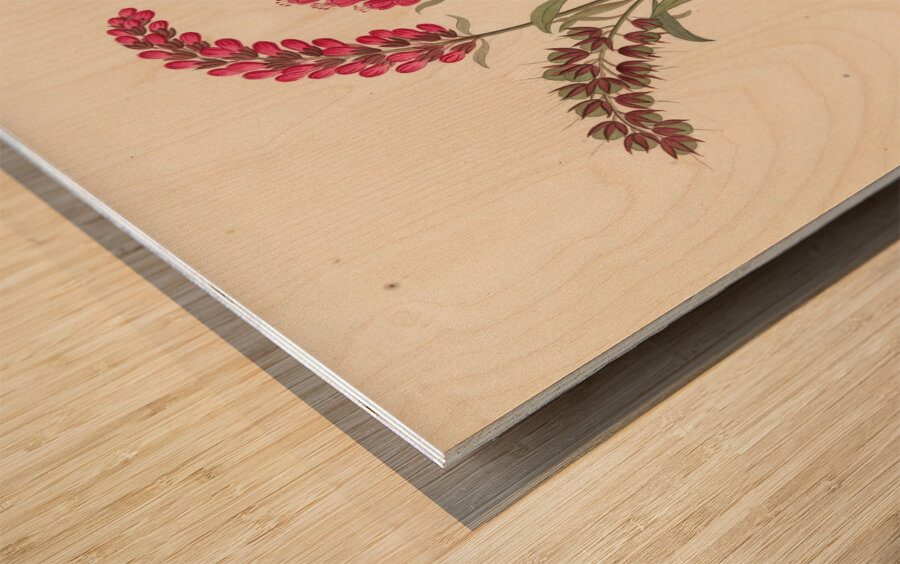 Pentand. Monog. [Lysimachia nutans] 1817 Wood print