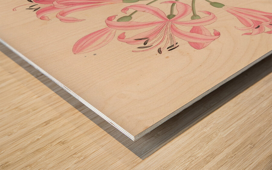 Amarillis [Boophone disticha] 1817 Wood print