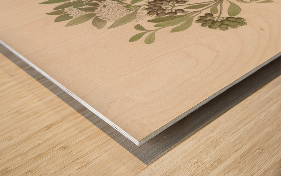 Pavetta caffra [Pavetta lanceolata] 1817 Impression sur bois