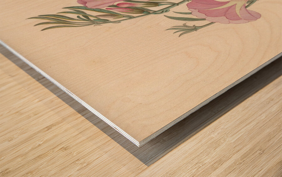 Convolvulus [Ipomoea oenotheroides] 1817 Wood print