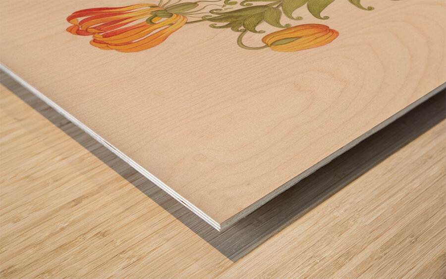 Gloriosa [Gloriosa superba] 1817 Wood print