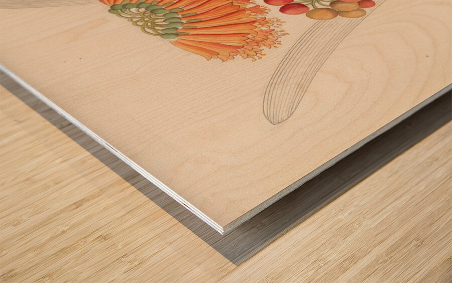 Cyrtanthus [Clivia nobilis] 1817 Wood print