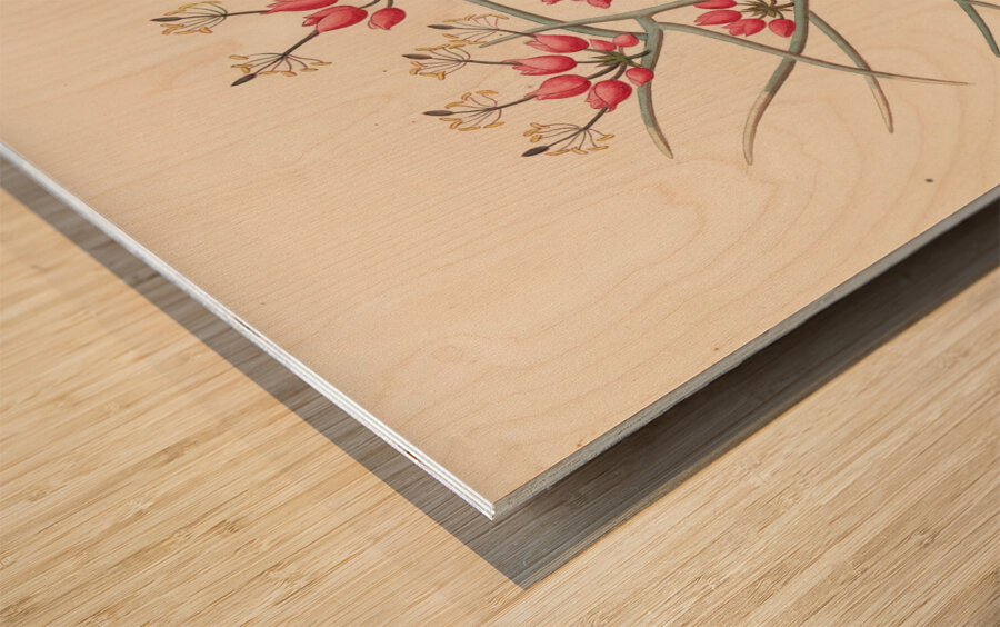 Cleome juncea. [Cadaba aphylla] 1817 Wood print