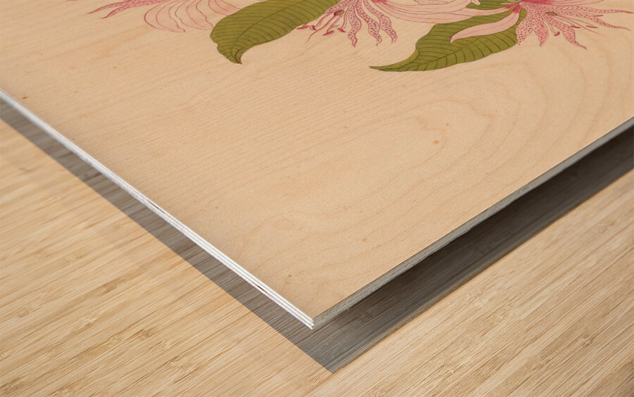 Calodendrum capense 1817 Impression sur bois