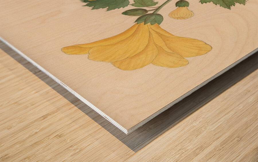 Hibiscus [Hibiscus calyphyllus] 1817 Wood print